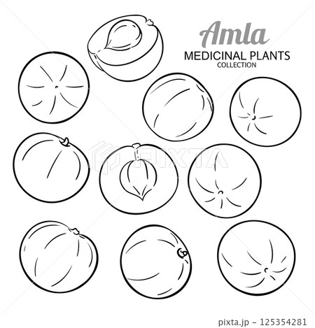 Amla Fruits Set Outline Illustration. 125354281