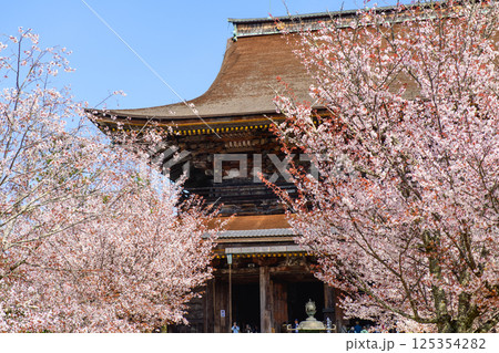 満開の桜と国宝蔵王堂 金峯山寺 奈良県吉野山 満開の桜と国宝蔵王堂 金峯山寺 奈良県吉野山 125354282