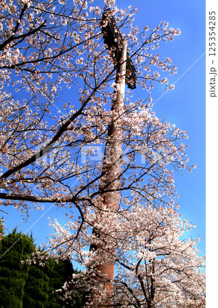 佐賀県立森林公園 みどりの森球場周辺の満開の桜の風景 佐賀県立森林公園 みどりの森球場周辺の満開の桜の風景 125354285