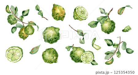 Watercolor clipart of bergamot. Ripe bergamot on branch, leaves and fruits illustration isolated. Citrus Kaffir lime hand drawn. Set of slice and half bergamot in botanical sketch for packaging. 125354350