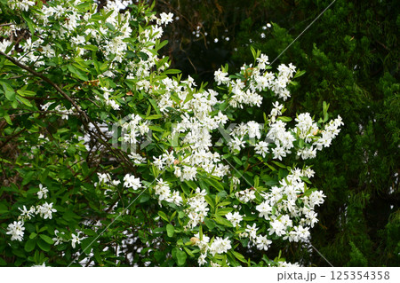 リキュウバイ 125354358