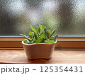グリーン 125354431