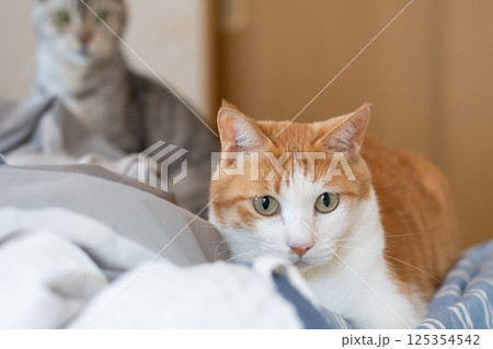 気になって見つめる猫 茶トラ白 気になって見つめる猫 茶トラ白 125354542