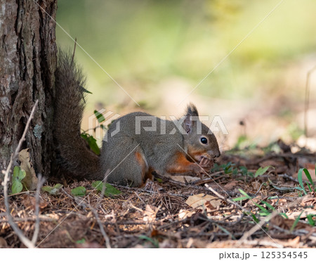 木の実を食べる可愛いニホンリス 125354545