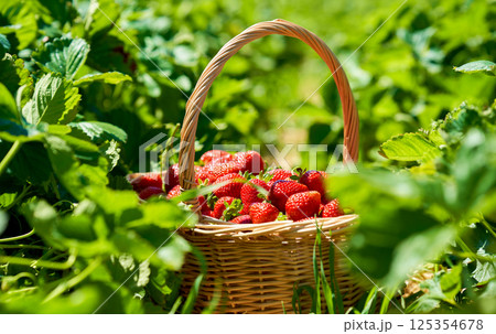 ripe juicy red strawberries in a basket stands among strawberry fields illuminated by bright sunshine ripe juicy red strawberries in a basket stands among strawberry fields illuminated by bright sunshine 125354678