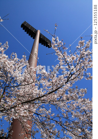佐賀県立森林公園　みどりの森球場周辺の満開の桜の風景 125355188