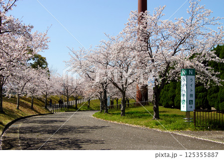 佐賀県立森林公園 みどりの森球場周辺の満開の桜の風景 佐賀県立森林公園 みどりの森球場周辺の満開の桜の風景 125355887