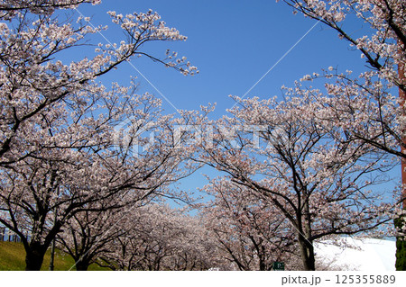 佐賀県立森林公園　みどりの森球場周辺の満開の桜の風景 125355889