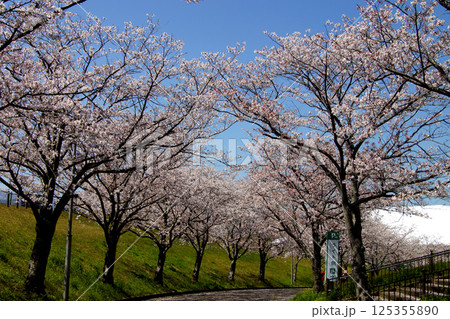 佐賀県立森林公園 みどりの森球場周辺の満開の桜の風景 佐賀県立森林公園 みどりの森球場周辺の満開の桜の風景 125355890