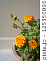 Calendula flowers in the pot against light monochrome background, close-up, vertical minimalistic photo with copy space. Several stages of flowering in one image. Bright flower and bud. 125356093