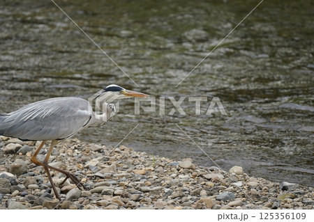 餌を頬張る青鷺 125356109