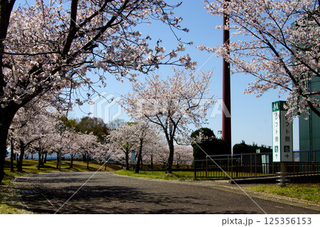 佐賀県立森林公園　みどりの森球場周辺の満開の桜の風景 125356153