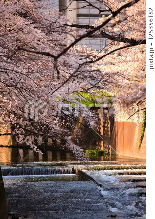 神田川面影橋近くの満開の桜 神田川に差し込む桜の枝 神田川面影橋近くの満開の桜 神田川に差し込む桜の枝 125356182