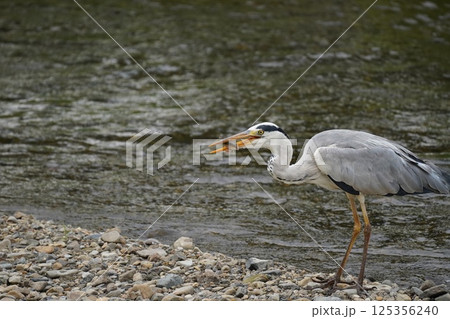 餌をくわえる鷺 125356240