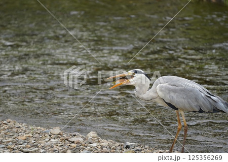 餌をくわえる鷺 125356269