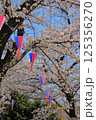 満開の桜の中に飾られた提灯　飛鳥山の満開の桜 125356270