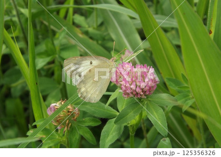 アカツメクサの蜜を吸うモンキチョウ アカツメクサの蜜を吸うモンキチョウ 125356326