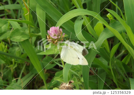 アカツメクサの蜜を吸うモンシロチョウ アカツメクサの蜜を吸うモンシロチョウ 125356329