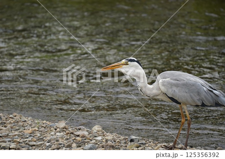 河辺で詐欺の餌漁り 125356392