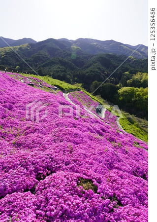 青空に映える芝桜  125356486