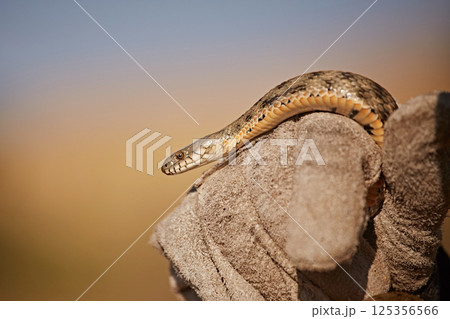 Human hand in glove holding snake, dangerous animals Human hand in glove holding snake, dangerous animals 125356566