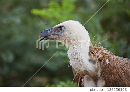 Griffon vulture bird against green bushes, close-up of head Griffon vulture bird against green bushes, close-up of head 125356568