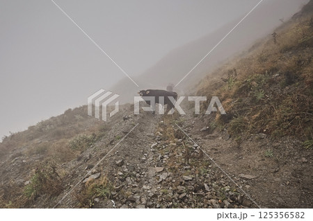 A cow blocked the path of a car on a narrow mountain road in fog A cow blocked the path of a car on a narrow mountain road in fog 125356582