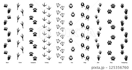 Wild life footprint tracks. Animals and birds paws prints, black silhouettes traces, hunters and zoologists manual, stickers with text, rat and dog, isolated nowaday vector set 125356760
