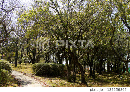 佐賀の人気レジャースポット　佐賀県立森林公園　春の風景 125356865