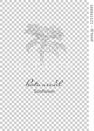 シンプル花の線画イラスト素材　手書きレトロ　ポストカードサイズ　png 125356885