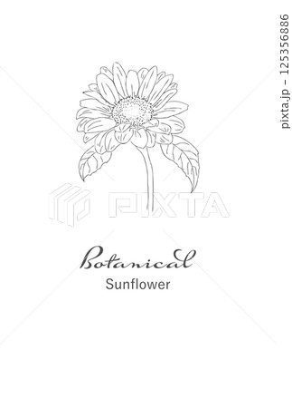 黒白の線画イラスト素材　レトロひまわり花　ポストカードサイズ 125356886