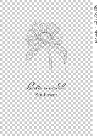 黒白の線画イラスト素材　レトロひまわり花　ポストカードサイズ 125356886