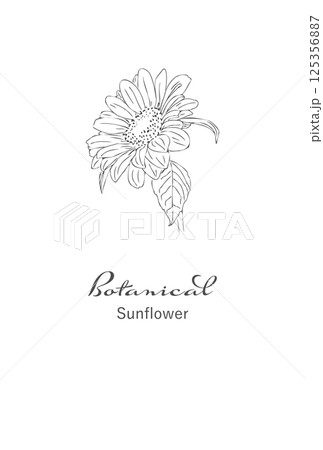 ひまわり線画手書きの花イラスト素材　はがきサイズ　レトロ　png 125356887