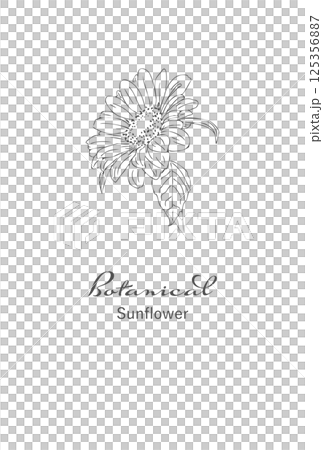 ひまわり線画手書きの花イラスト素材　はがきサイズ　レトロ　png 125356887