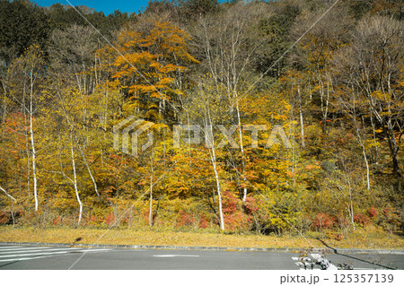 View of yellow leaves tree on a road side during autumn season in Japan View of yellow leaves tree on a road side during autumn season in Japan 125357139