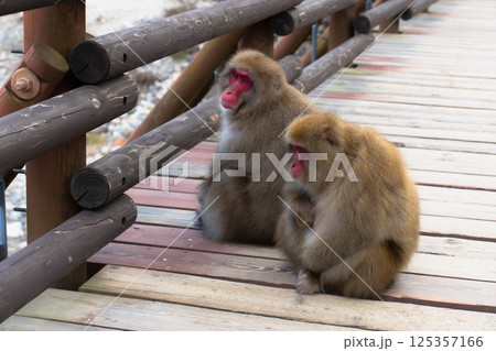 Japanese monkey living in Kamikochi, Nagano Prefecture Japan 125357166