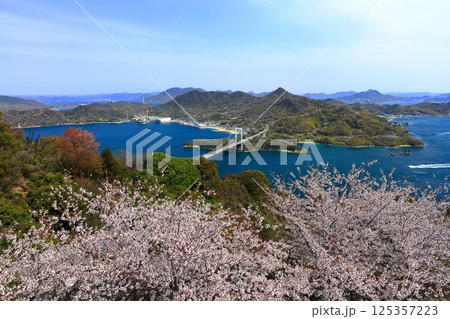 【愛媛県】桜咲く春のカレイ山展望公園から眺めた 伯方大島大橋（しまなみ海道） 125357223