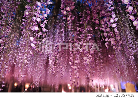 熊野の長藤・ライトアップされた藤棚 125357419