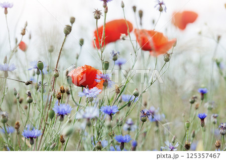 Scenic view of bright red blossoming poppy corn flowers on beautiful green wildflower grassland meadow at warm sunny sunrise or sunset morning light. Scenic nature biodiversity wild floral background Scenic view of bright red blossoming poppy corn flowers on beautiful green wildflower grassland meadow at warm sunny sunrise or sunset morning light. Scenic nature biodiversity wild floral background 125357467