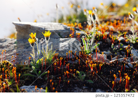 Close-up detail view alpine hawkweed blossoms glow against rugged stone alongside clusters of vivid, red-stemmed moss near sunlit outcrops. Soft warm morning sun backlight Close-up detail view alpine hawkweed blossoms glow against rugged stone alongside clusters of vivid, red-stemmed moss near sunlit outcrops. Soft warm morning sun backlight 125357472