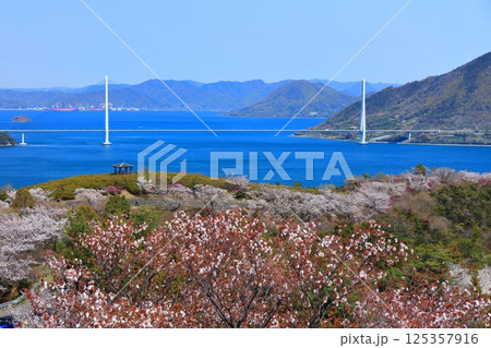 【愛媛県】桜咲く春の伯方島開山公園と多々羅大橋(しまなみ海道) 【愛媛県】桜咲く春の伯方島開山公園と多々羅大橋(しまなみ海道) 125357916