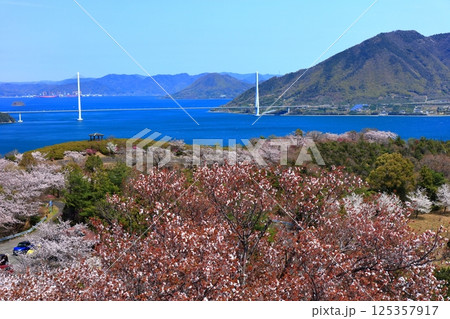 【愛媛県】桜咲く春の伯方島開山公園と多々羅大橋(しまなみ海道) 【愛媛県】桜咲く春の伯方島開山公園と多々羅大橋(しまなみ海道) 125357917