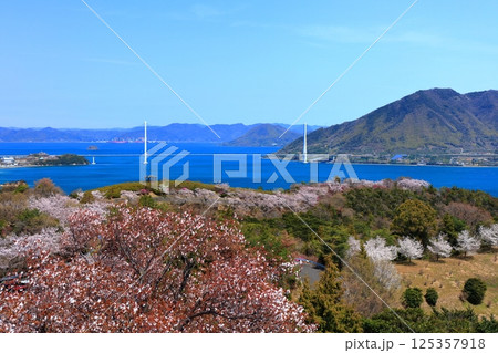 【愛媛県】桜咲く春の伯方島開山公園と多々羅大橋(しまなみ海道) 【愛媛県】桜咲く春の伯方島開山公園と多々羅大橋(しまなみ海道) 125357918