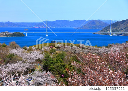 【愛媛県】桜咲く春の伯方島開山公園と多々羅大橋(しまなみ海道) 【愛媛県】桜咲く春の伯方島開山公園と多々羅大橋(しまなみ海道) 125357921