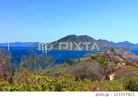 【愛媛県】桜咲く春の伯方島開山公園と多々羅大橋(しまなみ海道) 【愛媛県】桜咲く春の伯方島開山公園と多々羅大橋(しまなみ海道) 125357923
