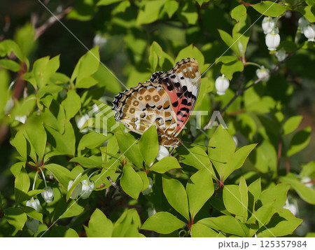 雨上がりの日ざしの中のツマグロヒョウモン（ドウダンツツジにとまって蜜を吸うメスの褄黒豹紋） 125357984