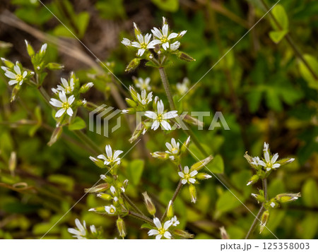 帰化植物であるオランダミミナグサの白い花 帰化植物であるオランダミミナグサの白い花 125358003