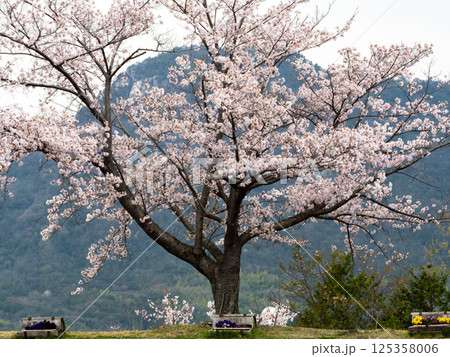桜が咲くグリーンヒル郷原 125358006