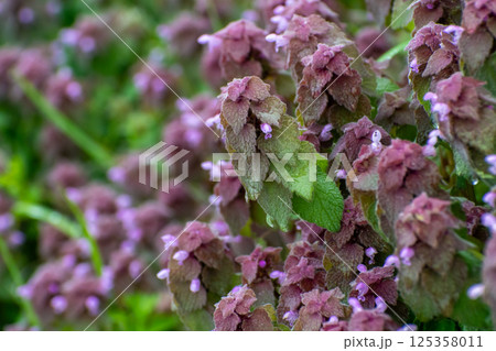 ヒメオドリコソウ 125358011