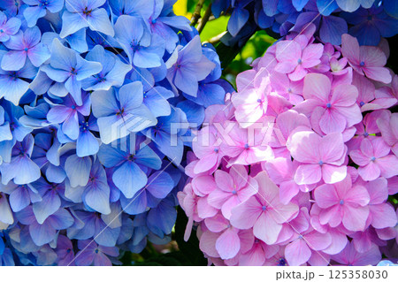 鮮やかなグラデーションが美しい紫陽花の花 125358030